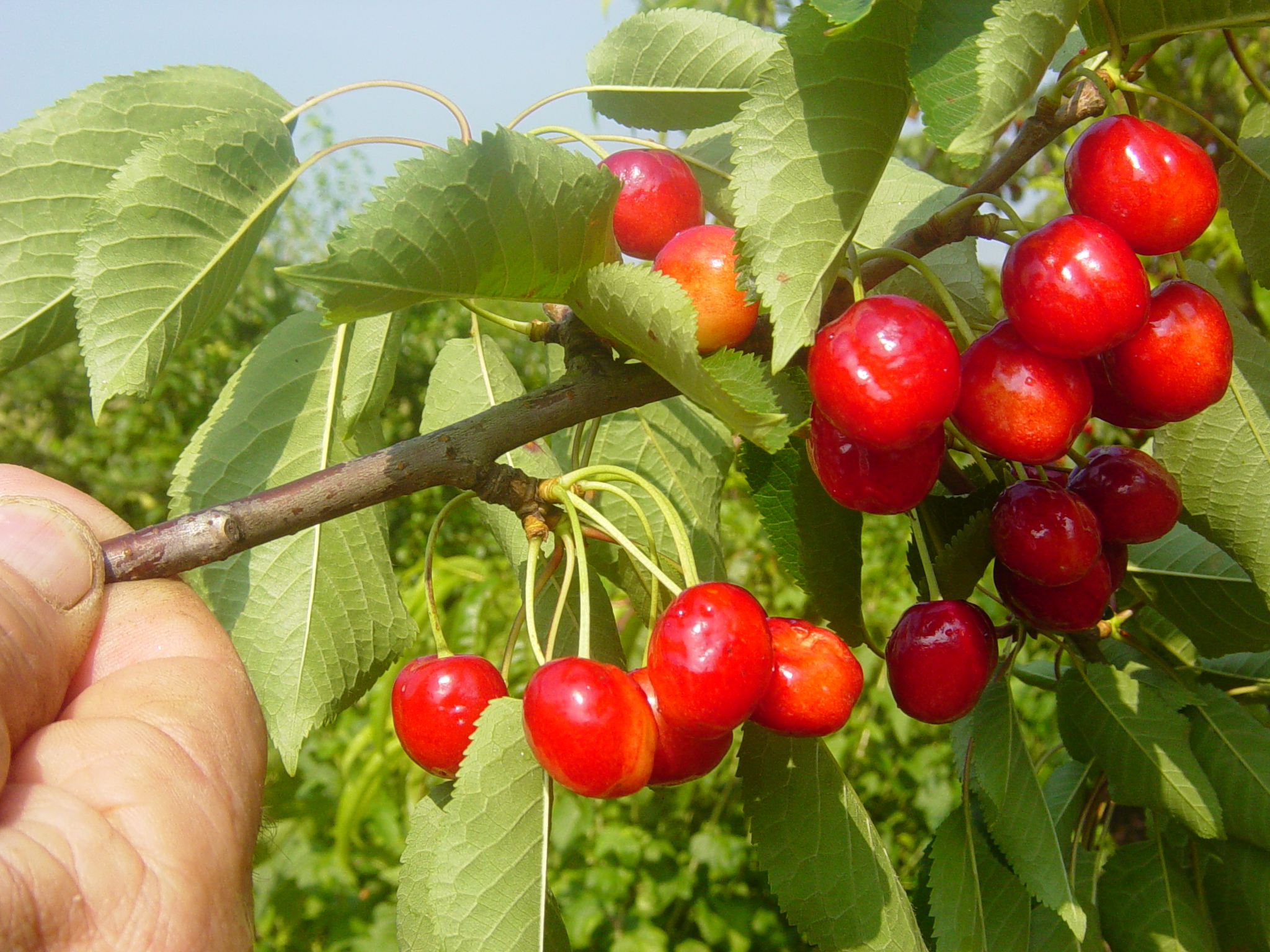 Cerises chalonnaise