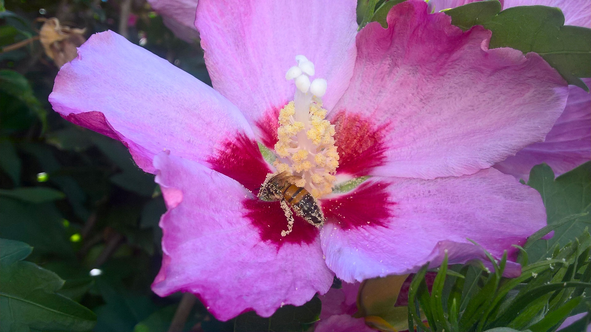 Abeille