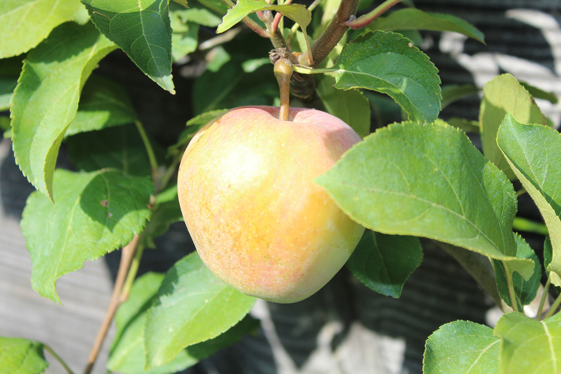 Pomme Jolibois