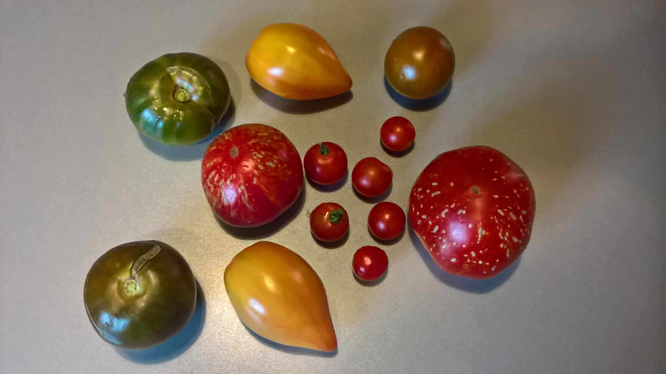 Différentes sortes de tomates